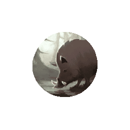 Treasure Boar